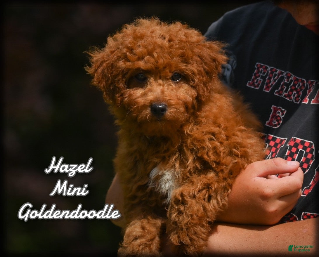 Mini Goldendoodle dogs Hazel - Ad 1