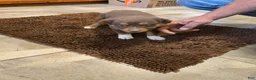 Australian Shepherd dogs for sale: Junior - Ad 8