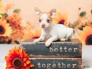 Chihuahua dogs - Ad 29