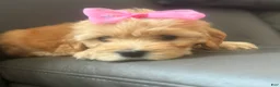 Mixed Breed dogs for sale: Luna - Ad 2