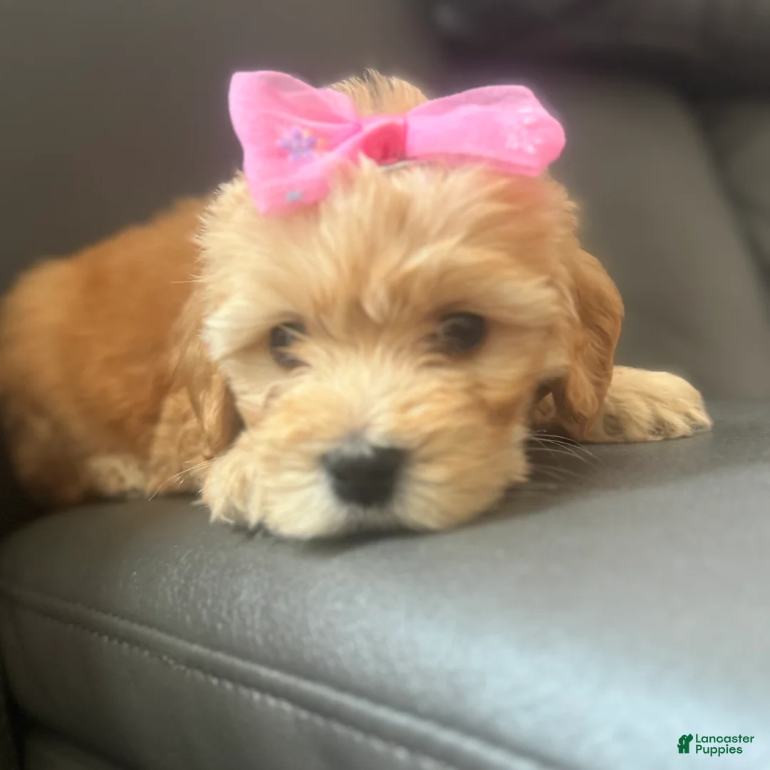 Mixed Breed dogs for sale: Luna - Ad 2