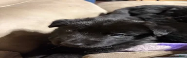German Shepherd Puppy 3