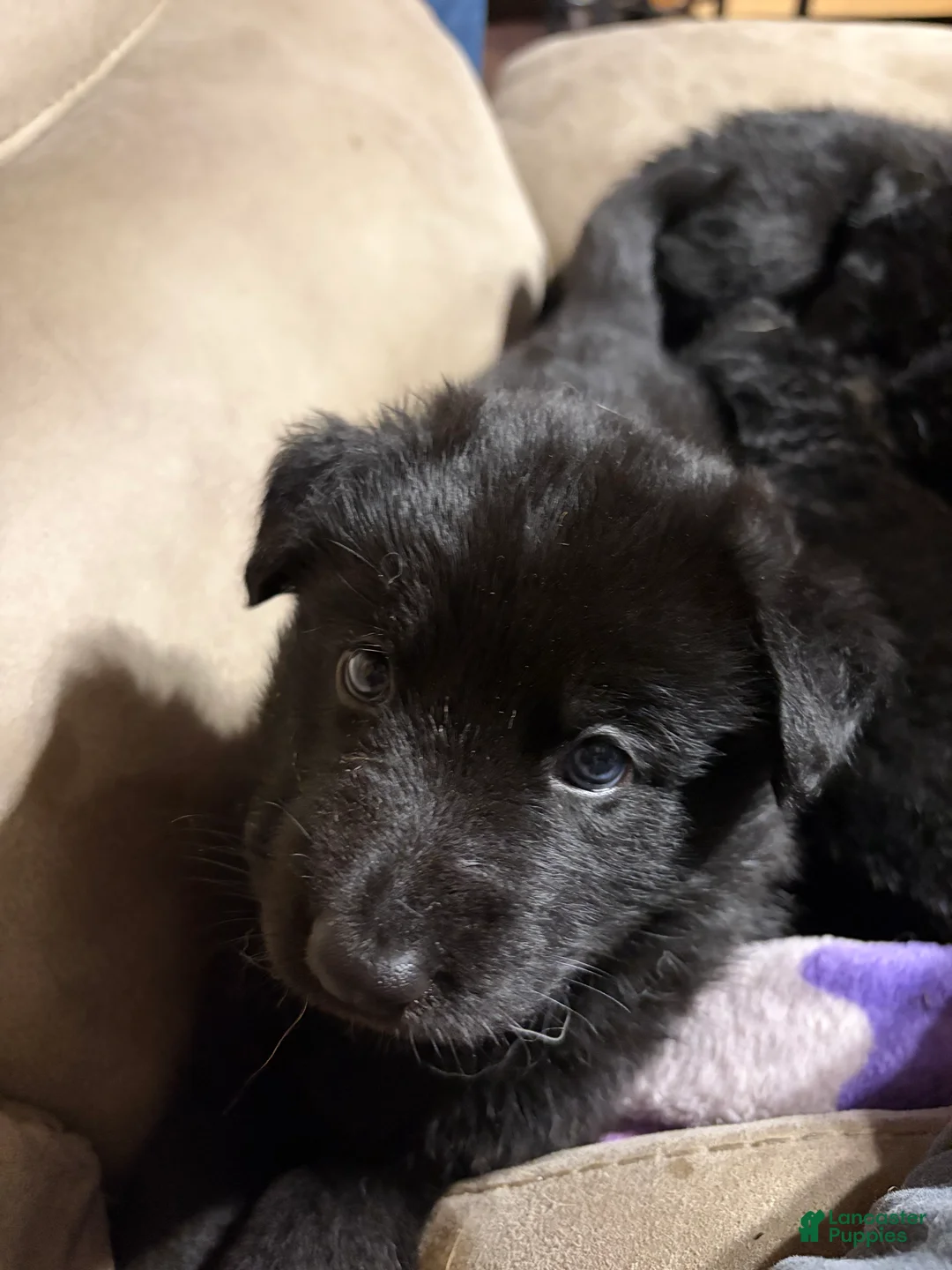 German Shepherd dogs for sale: German Shepherd Puppy 3 - Ad 1