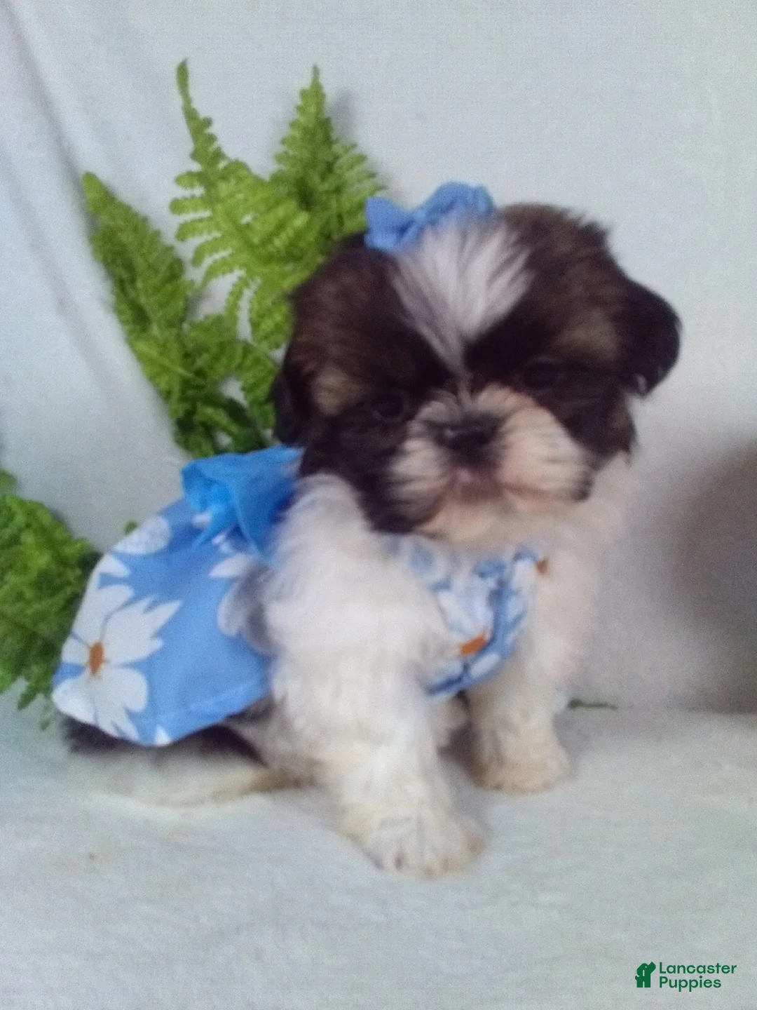 Shih Tzu dogs for sale: Bella - Ad 1
