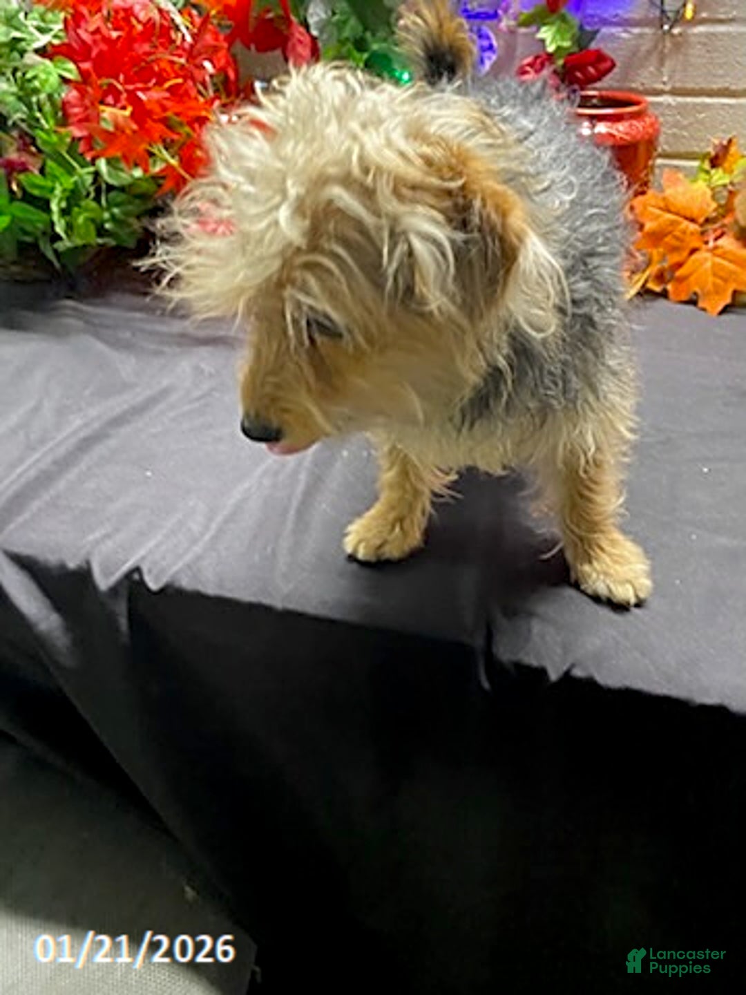 Yochon dogs for sale: Sean - Ad 9