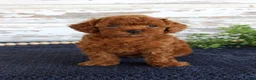 Toy Poodle dogs for sale: Rusty - Ad 1
