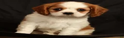 Cavalier King Charles Spaniel dogs for sale: Perry - Ad 8