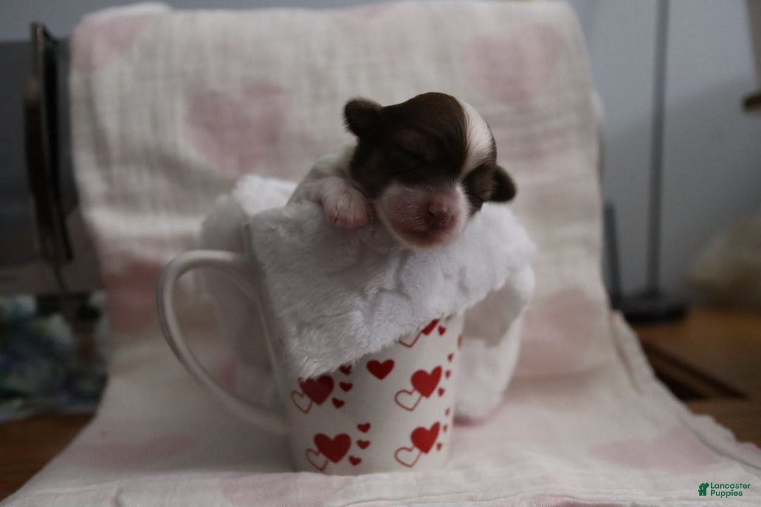 Havanese dogs for sale: Sugar Bun - Ad 10