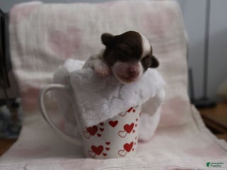 Havanese dogs - Ad 5