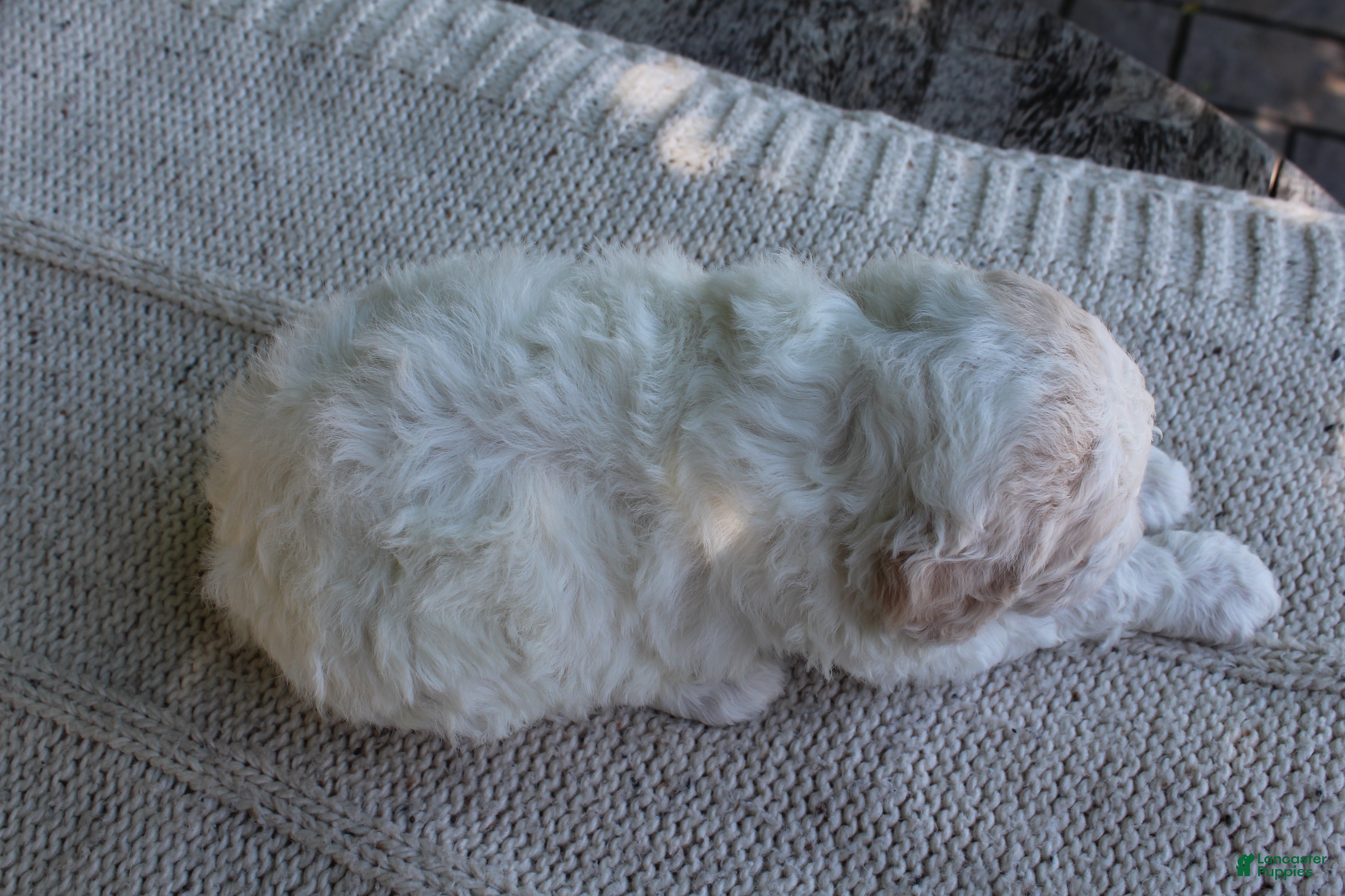 Standard Poodle dogs for sale: Canyon AKC Standard Poodle  - Ad 7