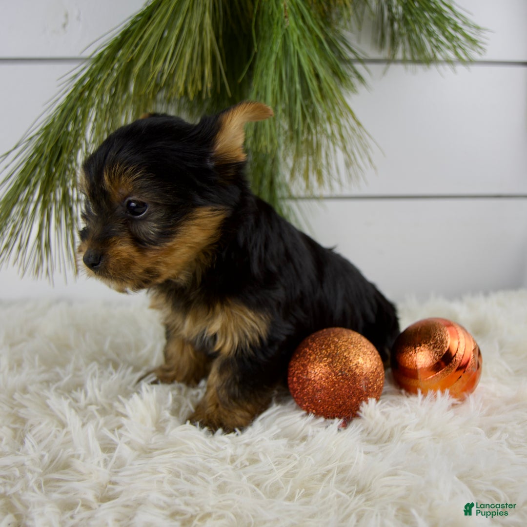 Yorkshire Terrier dogs for sale: Cameron - Ad 4