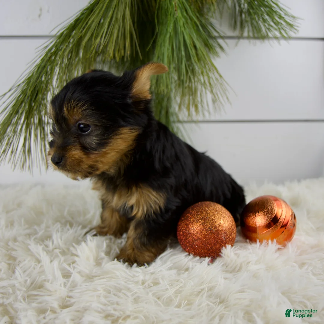 Yorkshire Terrier dogs for sale: Cameron - Ad 4