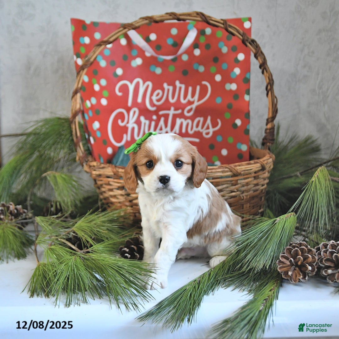 Cavalier King Charles Spaniel dogs for sale: Elf - Ad 3