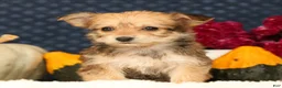 Yochon dogs for sale: Trinity - Ad 6