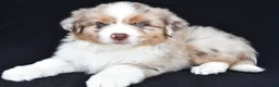 Miniature Australian Shepherd dogs for sale: Rachel - Ad 9