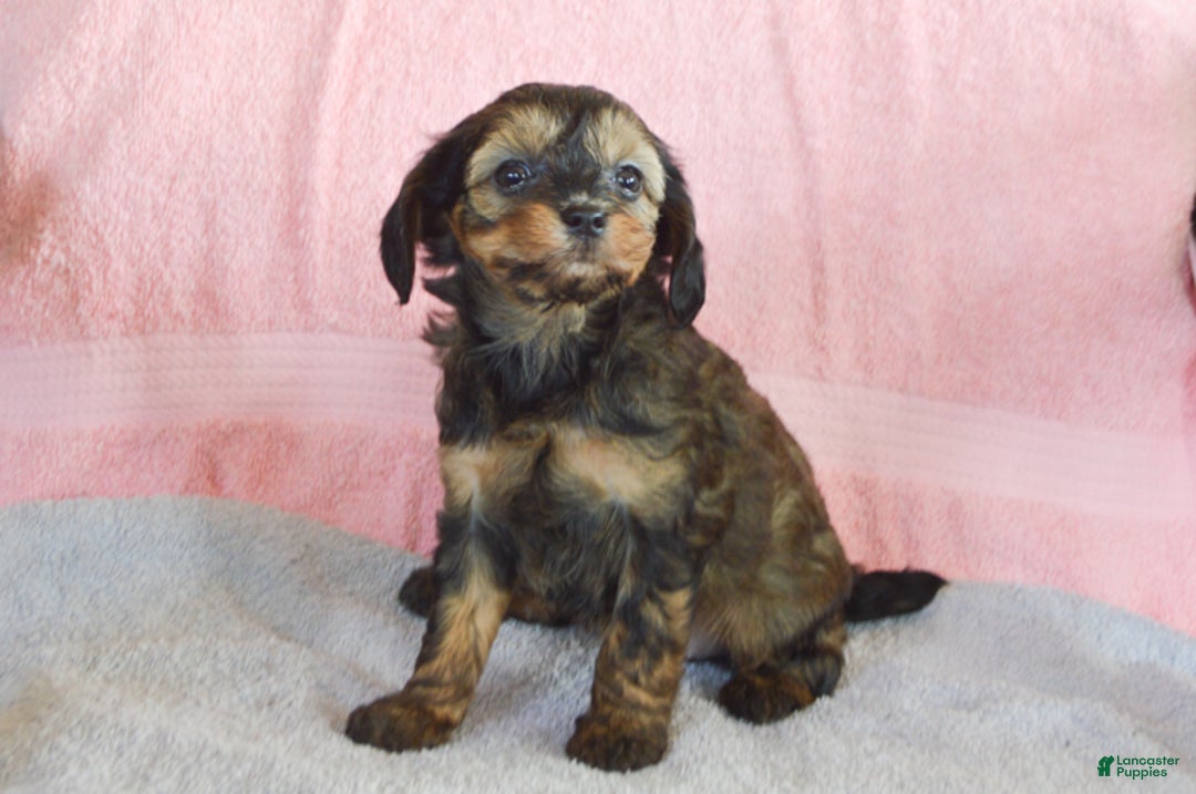Yorkiepoo dogs for sale: Sunny - Ad 3