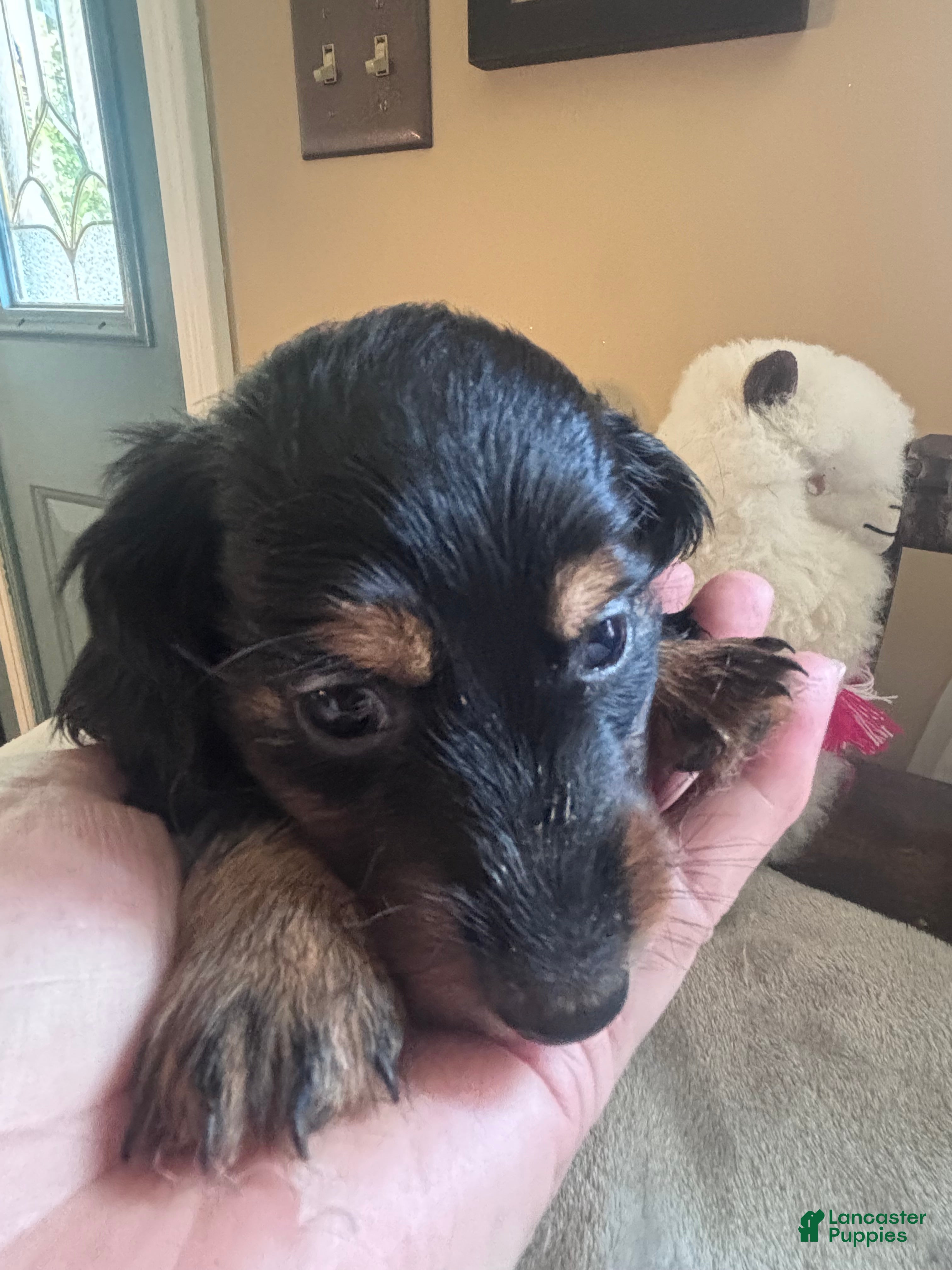 Dachshund dogs Faith-Long Hair - Ad 1