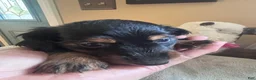 Dachshund dogs for sale: Faith-Long Hair - Ad 1