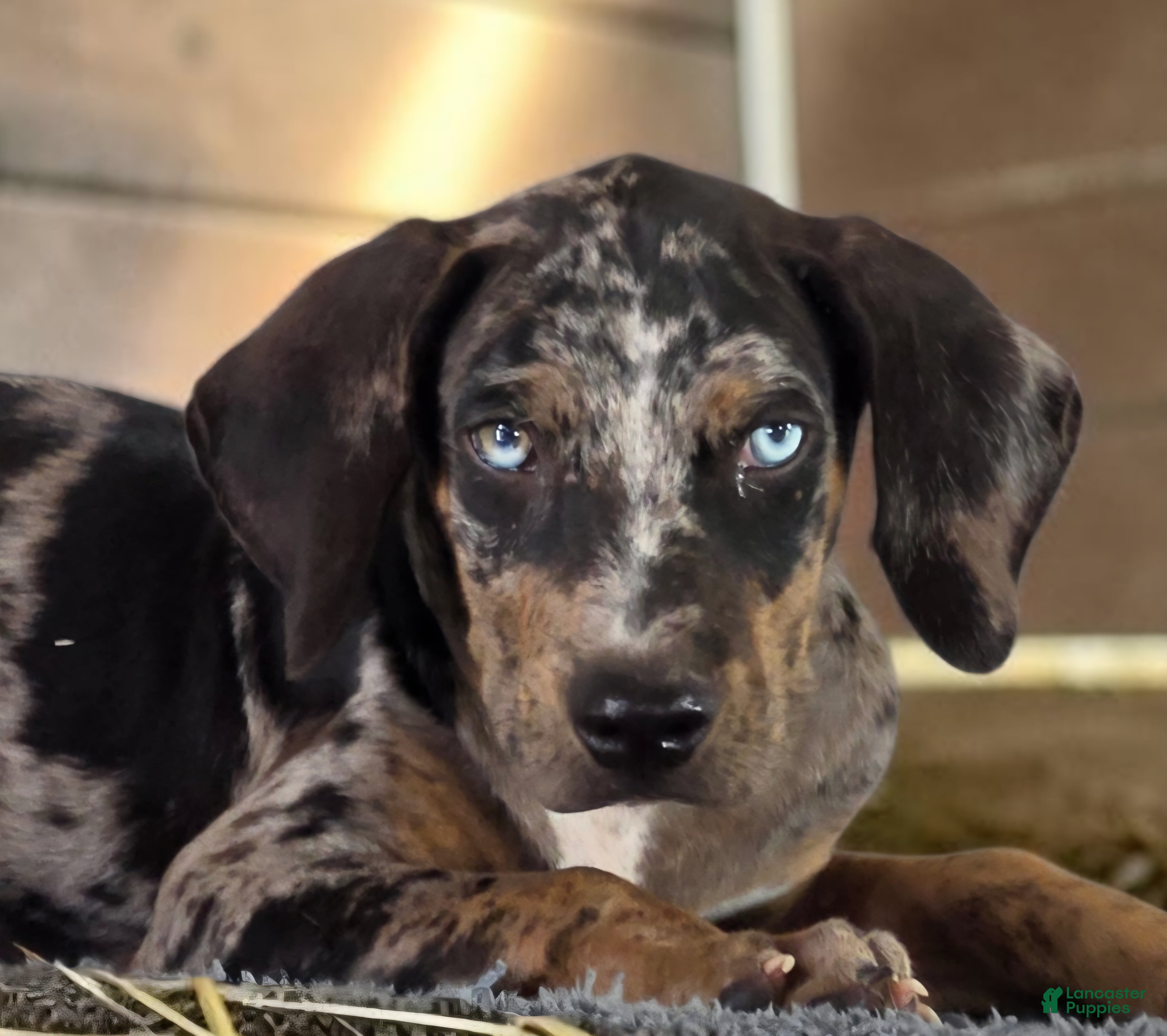 Catahoula Leopard Dog dogs Tigger 2026 Male 1 - Ad 16