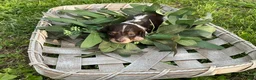 Miniature Dachshund dogs for sale: Princess - Elegant AKC Long-Haired Chocolate & White Piebald - Ad 1