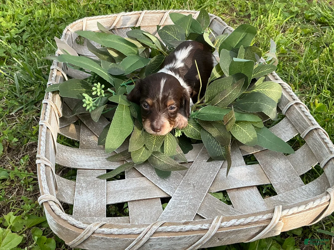 Miniature Dachshund dogs for sale: Princess - Elegant AKC Long-Haired Chocolate & White Piebald - Ad 1