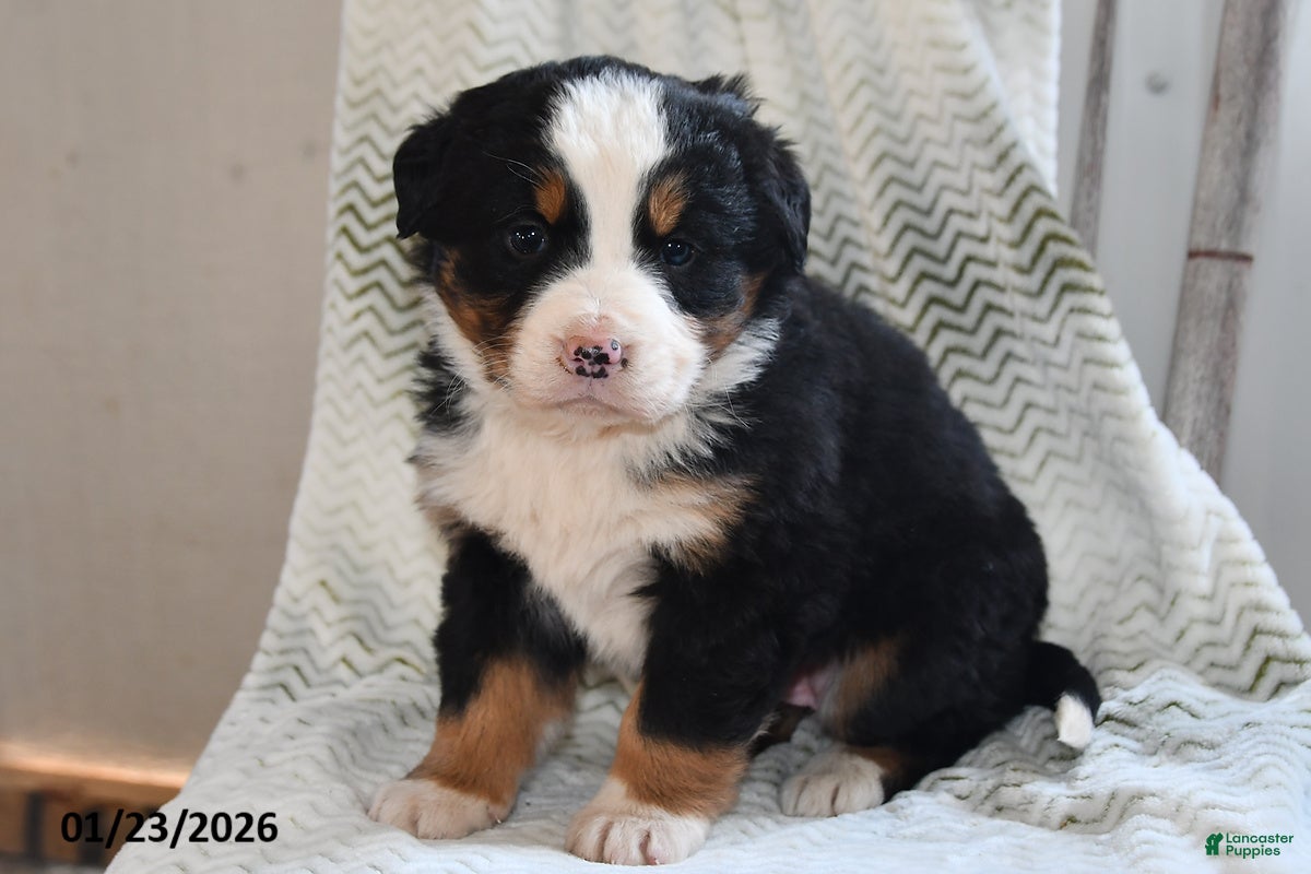 Bernese Mountain Dog dogs Emmy - Ad 2