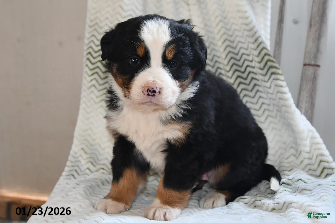 Bernese Mountain Dog dogs for sale: Emmy - Ad 2