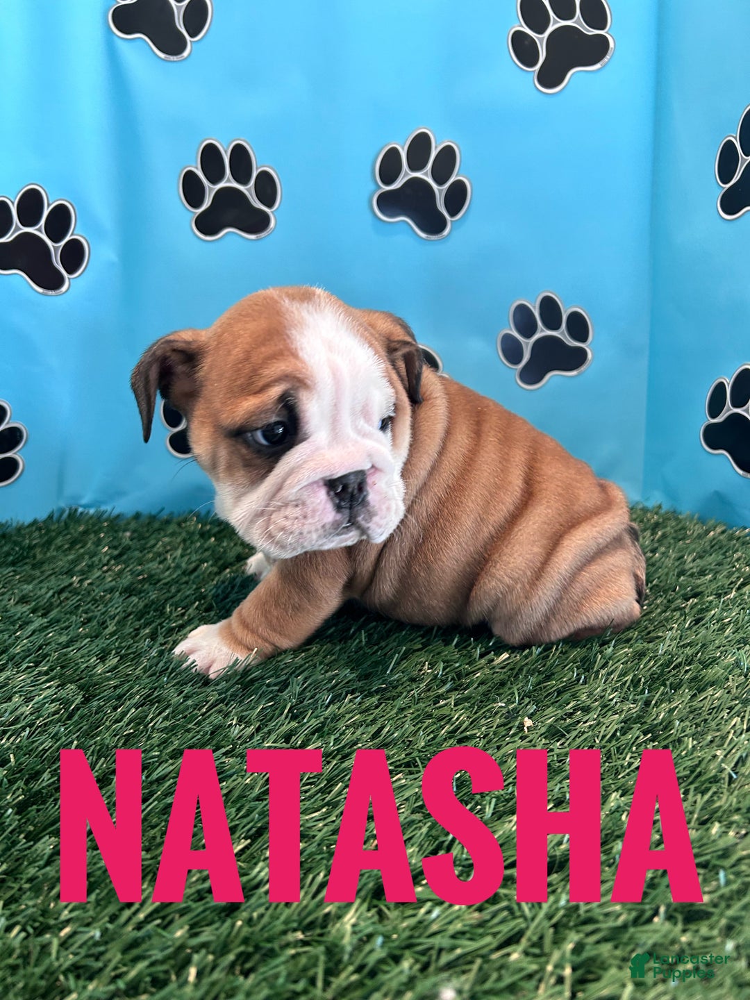 English Bulldog dogs for sale: NATASHA - Ad 5