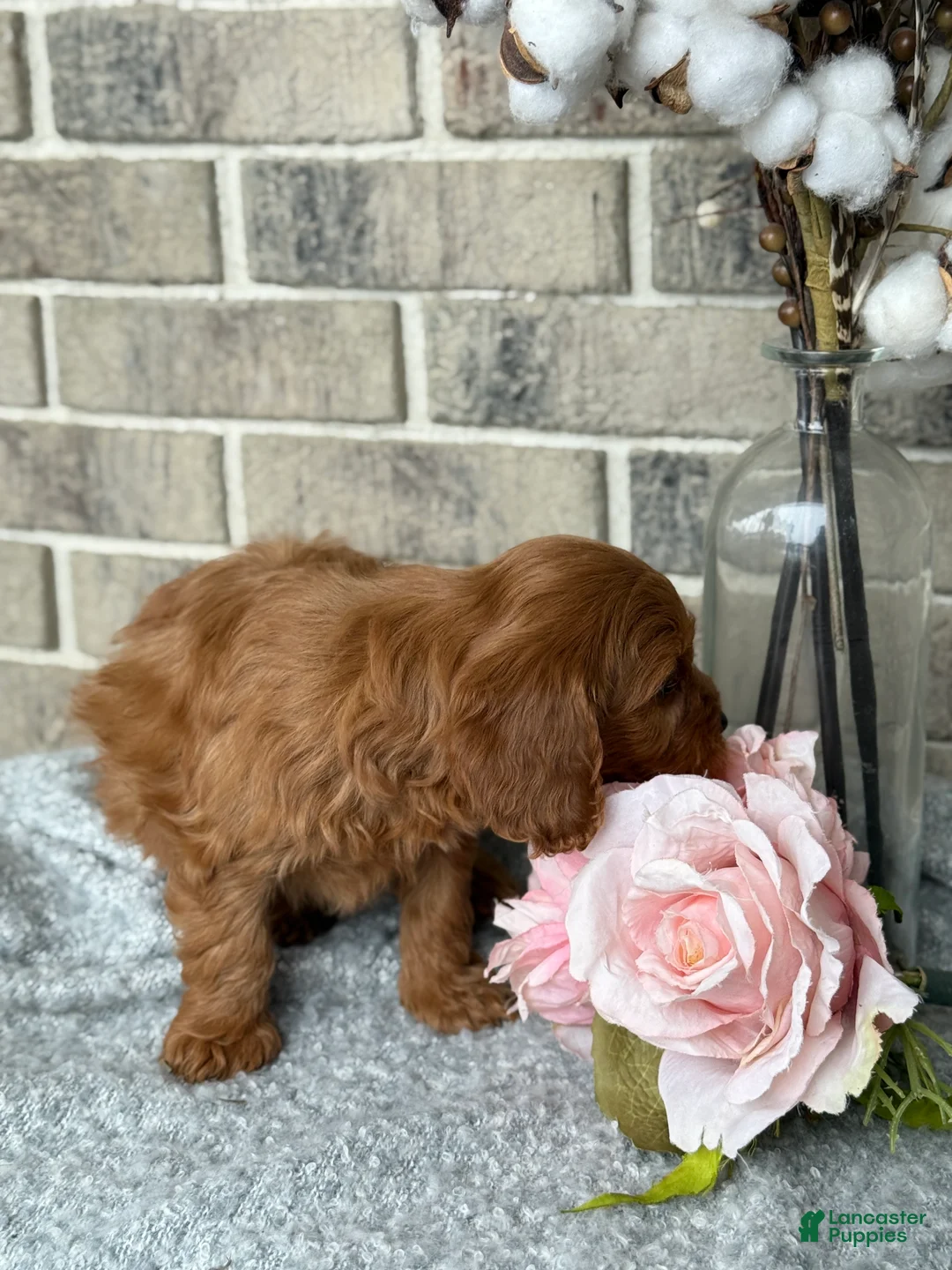 Cavapoo dogs for sale: Korra - Ad 2