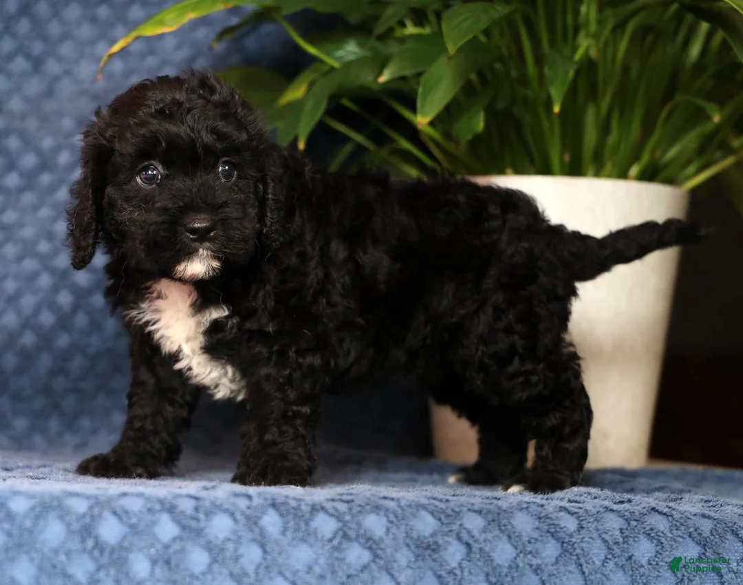 Cavapoo dogs for sale: Queenie - Ad 2