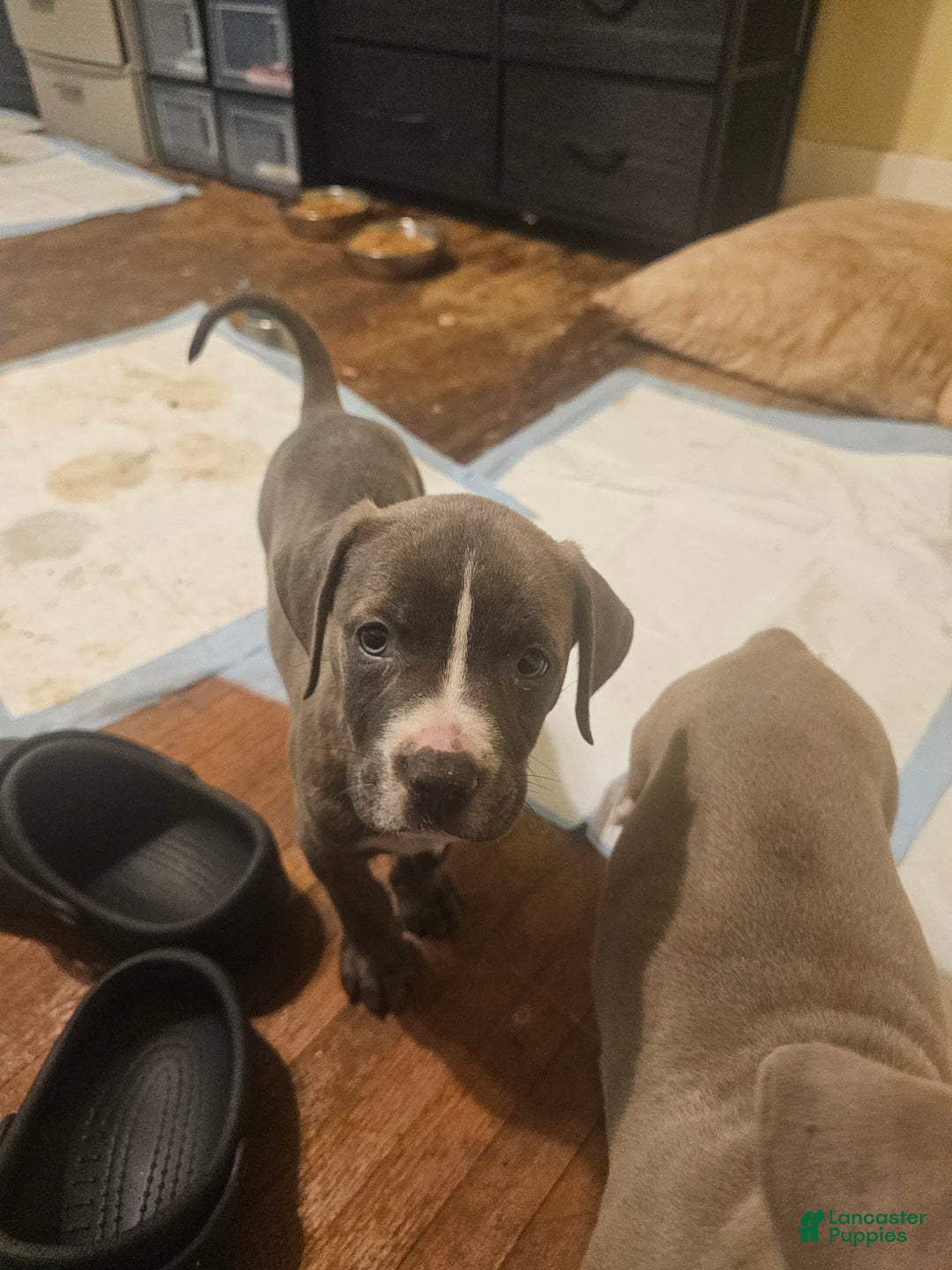 American Pit Bull Terrier dogs for sale: American Pit Bull Terrier Puppy 6 - Ad 2