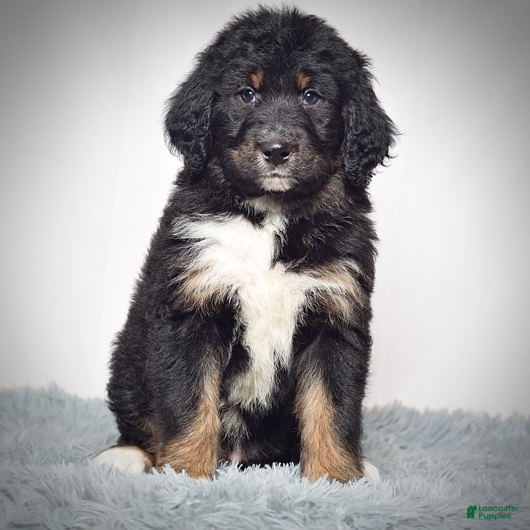 Bernedoodle dogs for sale:  Mr. Timmy - Ad 5