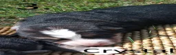 Mixed Breed dogs for sale: CRYSTAL - Ad 3
