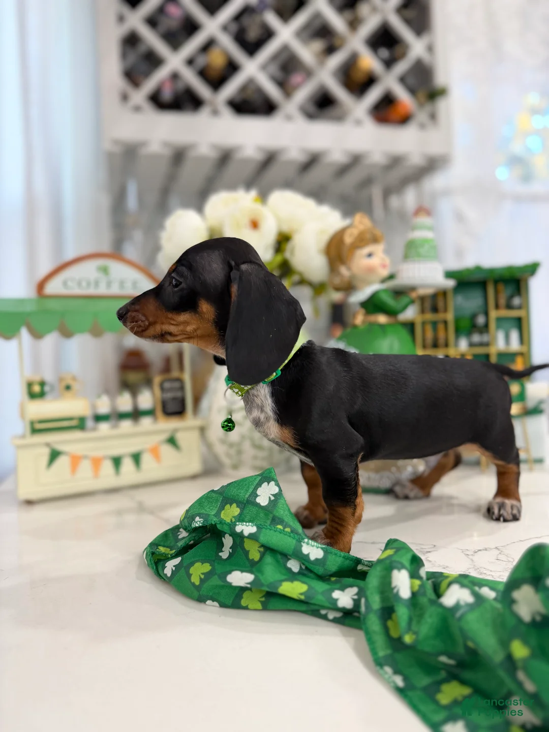 Miniature Dachshund dogs for sale: Dylan - Ad 1