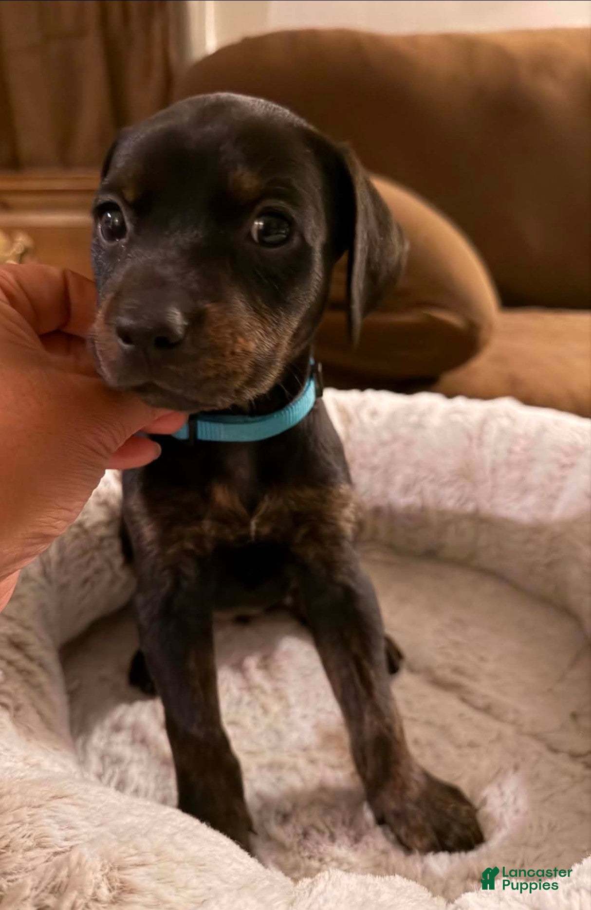 Mixed Breed dogs Ms. Light Blue - Ad 1