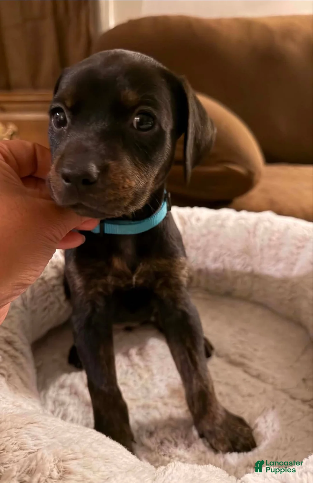 Mixed Breed dogs for sale: Ms. Light Blue - Ad 1