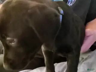 Mixed Breed dogs Mixed Breed Puppy 4 - Ad 40