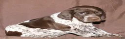 German Shorthaired Pointer dogs for sale: Tenor - Ad 4