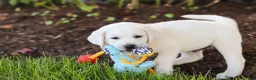 Labrador Retriever dogs for sale: Stormy - Ad 11