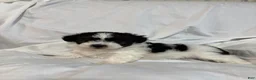Havanese dogs for sale: Freddy - Ad 2