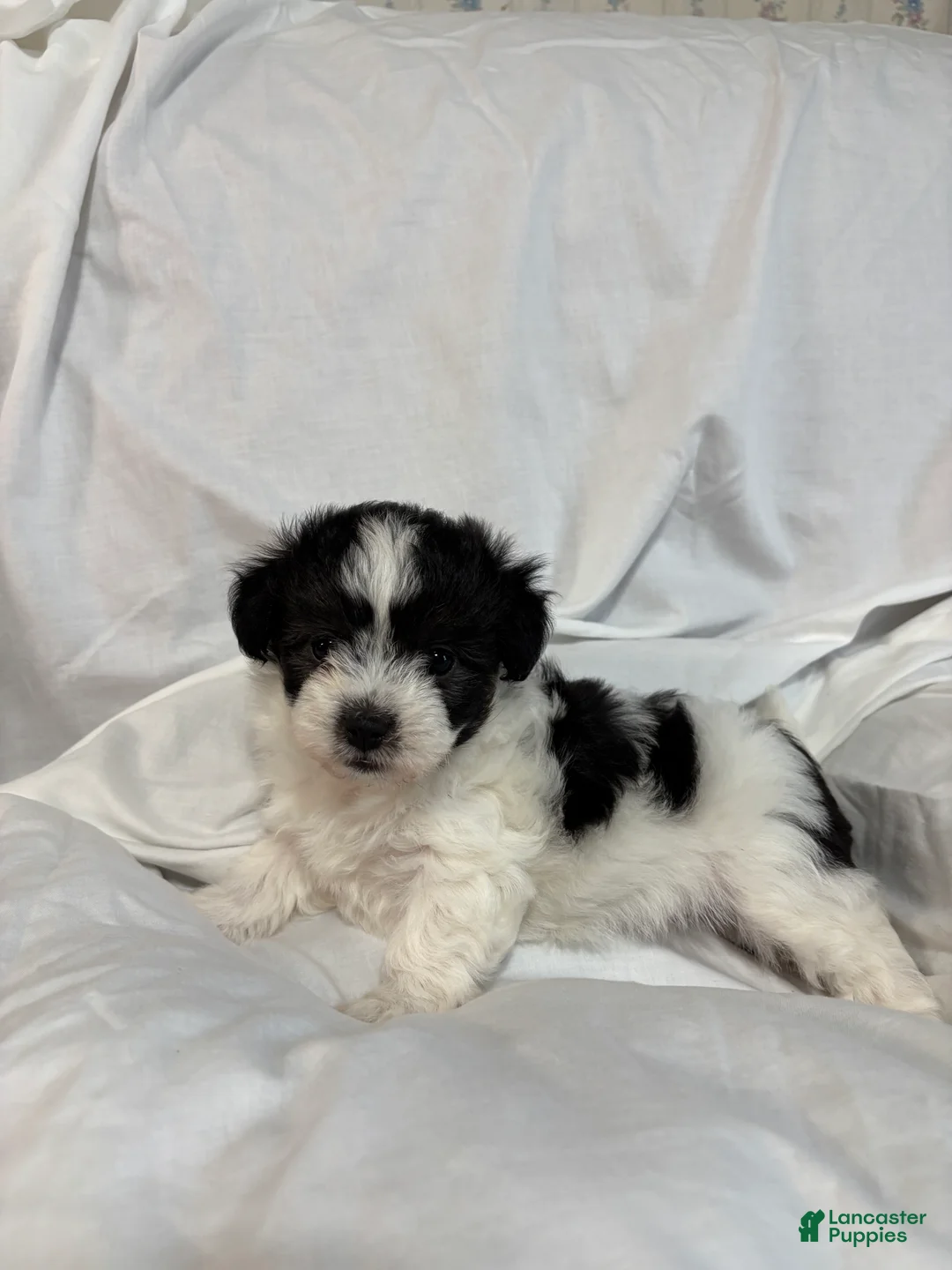 Havanese dogs for sale: Freddy - Ad 2