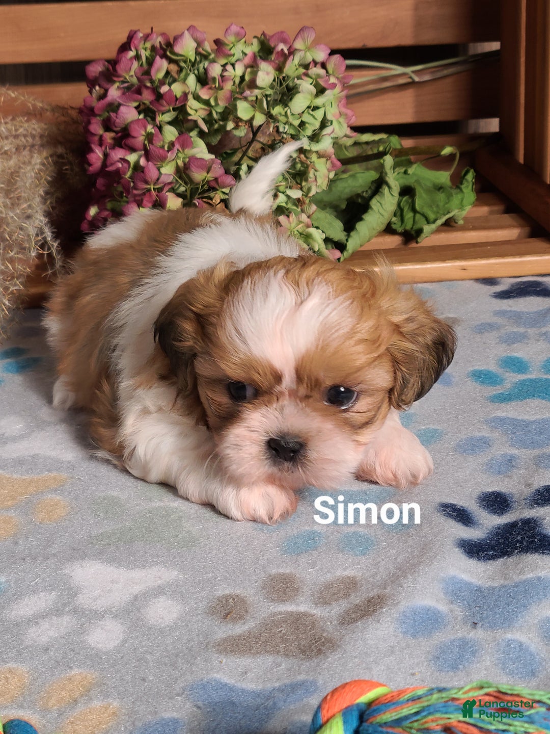 Shih Tzu Puppies for sale Lancaster Puppies