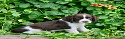 English Springer Spaniel dogs for sale: Suzy - Ad 3