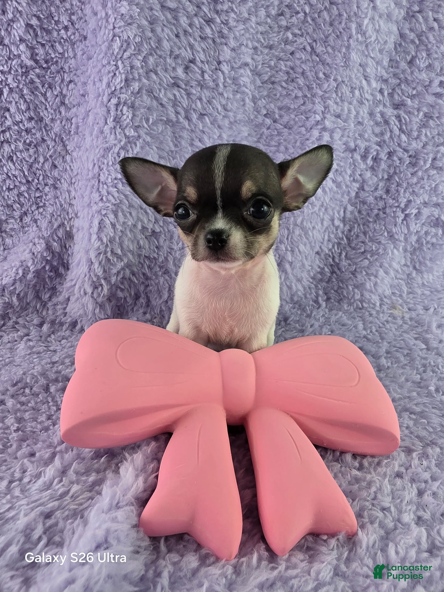 Chihuahua dogs AKC Fiona  - Ad 1
