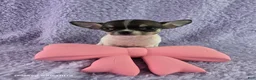 Chihuahua dogs for sale: AKC Fiona  - Ad 1