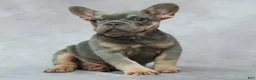 French Bulldog dogs for sale: Miles - Ad 7
