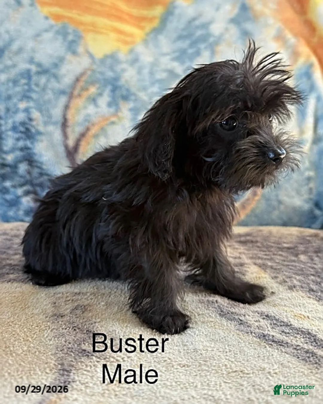 Yorkiepoo dogs for sale: Buster - Ad 3