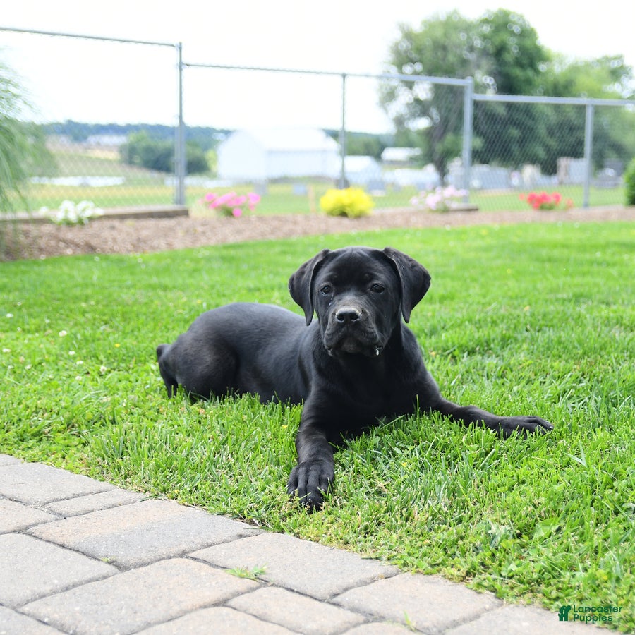 Cane Corso dogs Ruby  - Ad 1