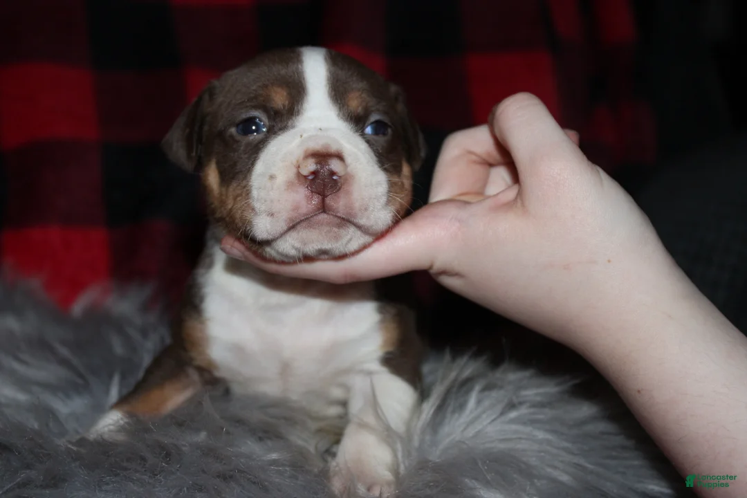 American Bully dogs for sale: Rippy Tippy aka Ripp - Ad 1