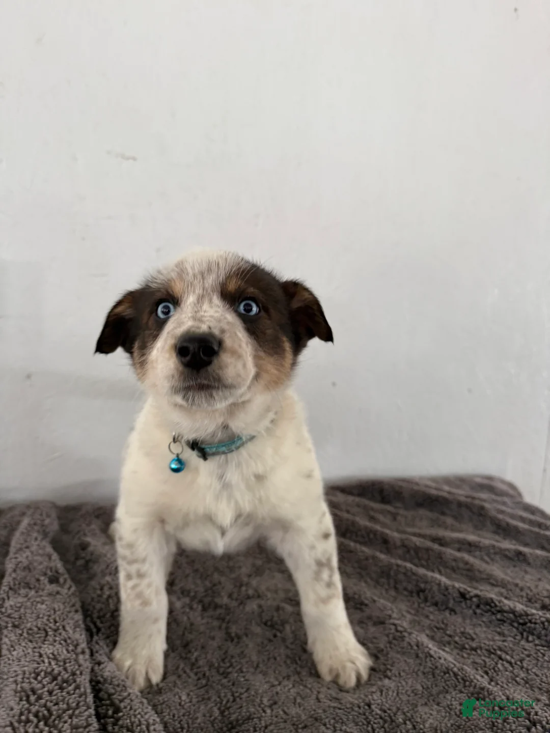 Mixed Breed dogs for sale: Bluey - Ad 5